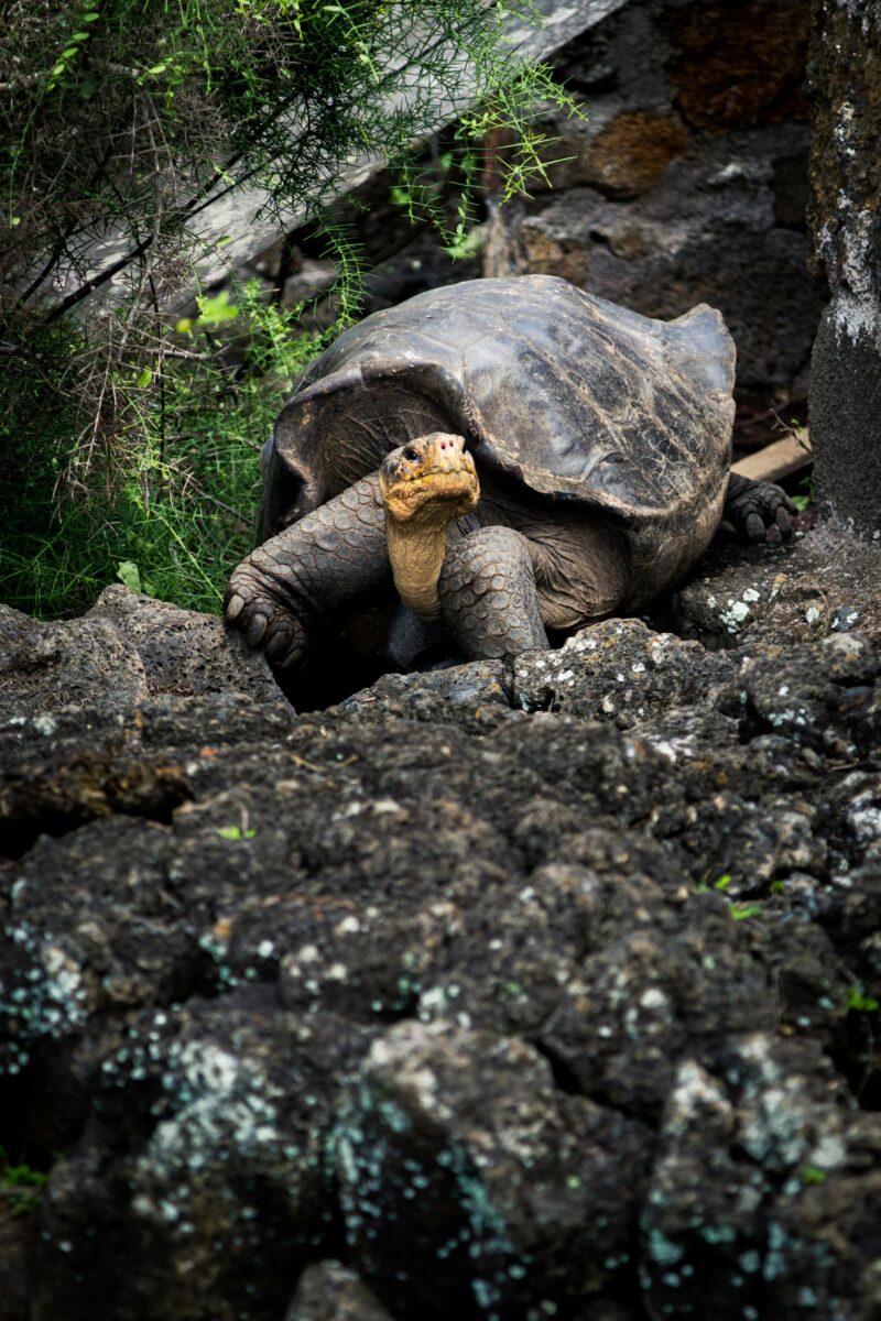 americatours - ecuador - paraiso natural.jpg